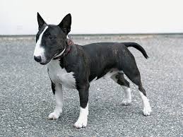 犬を家族に迎える前に